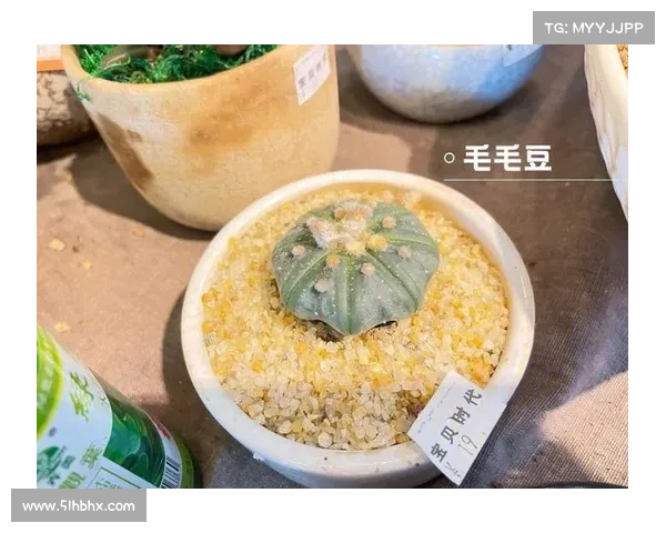 摩尔庄园毛毛豆最佳收集地点TOP5推荐帮你快速收集毛毛豆 摩尔庄园毛毛豆最佳收集地点TOP5推荐帮你快速收集毛毛豆